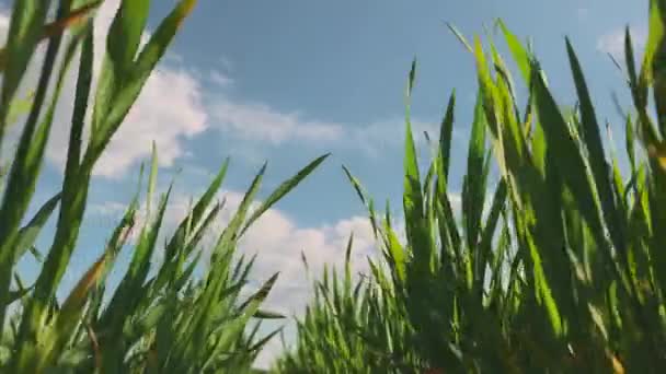 Ladang Gandum Tanah Yang Dikhususkan Untuk Produksi Gandum Budidaya Gandum — Stok Video