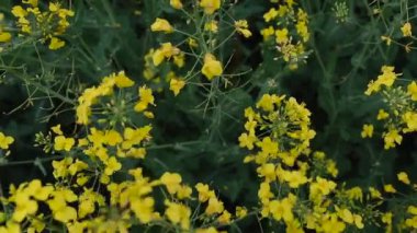 Kolza tohumu ekimi. Tarla kolza bulanmış. Güzel sarı kolza tohumu çiçeği.