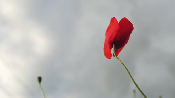 Ветер Раскачивает Огромный Красный Красивый Цветок Мака Красный Цветок Красные — стоковое видео