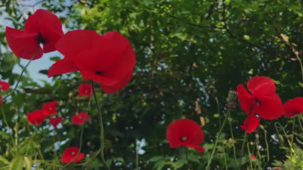 Άνεμος Ταλαντεύεται Ένα Τεράστιο Κόκκινο Και Όμορφο Λουλούδι Παπαρούνας Κόκκινο — Αρχείο Βίντεο