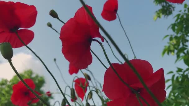 风吹来一朵又红又美丽的罂粟花 红花和红花瓣 拍摄罂粟花的镜头 大脑瓜 — 图库视频影像