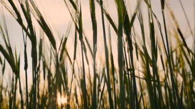 Güzel arpa tarlası. Arpa üretimine adanmış bir arazi. Arpa yetiştirme.