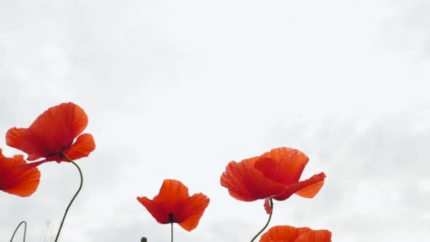 Wind Sways Red Beautiful Poppy Flower Red Flower Red Petals — Stock Video