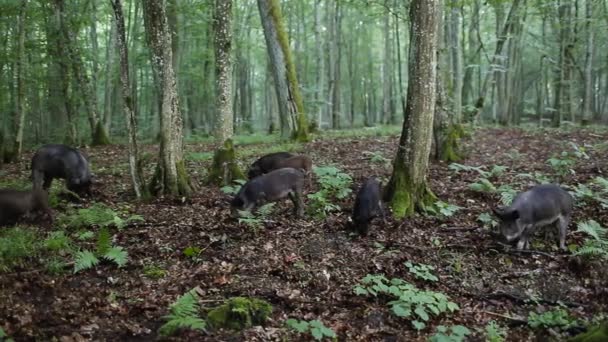 Дикие Свиньи Гуляют Красивом Атмосферном Зеленом Лесу После Дождя — стоковое видео