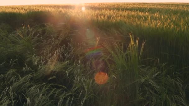 아름다운 보리밭 생산에 전념하는 보리의 — 비디오
