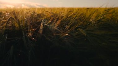 Güzel arpa tarlası. Arpa üretimine adanmış bir arazi. Arpa yetiştirme.