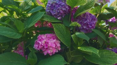 Mor ve pembe ortanca çiçekleri. Büyüyen güzel ortancalar.