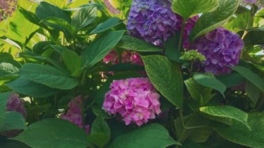 Mor ve pembe ortanca çiçekleri. Büyüyen güzel ortancalar.