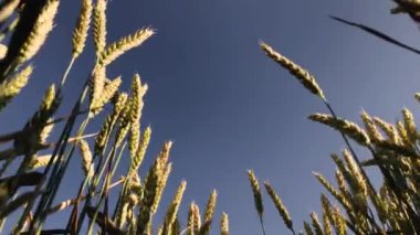 Güzel buğday tarlası. Buğday üretimine adanmış arazi bölgesi. Buğday yetiştirme.