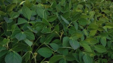 Güzel bir soya fasulyesi tarlası. Arazi, soya fasulyesi üretimine ayrılmış. Büyüyen soya fasulyesi. Soya fasulyesi yaprakları..