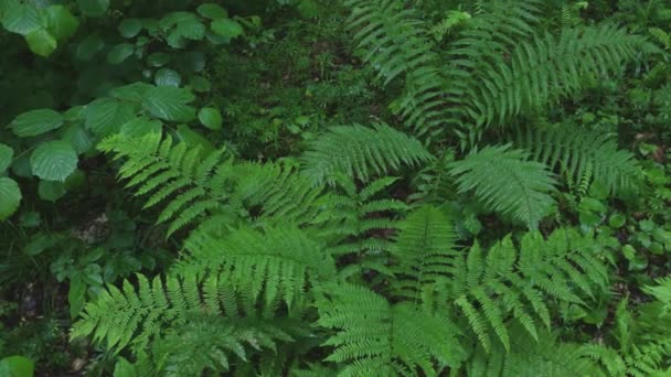 Helechos Húmedos Verdes Arbustos Plantas Rodeadas Bosque Lluvioso — Vídeos de Stock
