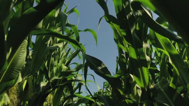 Prachtig Maïsveld Grond Voor Maïsproductie Kweken Van Maïs — Stockvideo