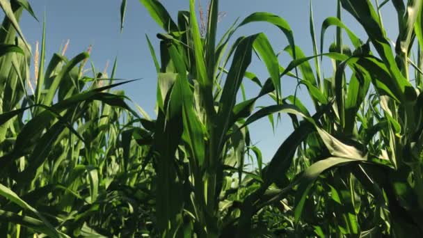 Прекрасне Кукурудзяне Поле Площа Землі Присвячена Виробництву Кукурудзи Вирощування Зернових — стокове відео