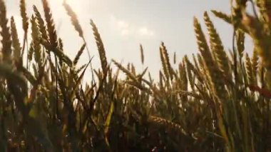 Güzel buğday tarlası. Buğday üretimine adanmış arazi bölgesi. Buğday ekimi. Buğdayın altın kulakları.