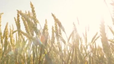 Güzel buğday tarlası. Buğday üretimine adanmış arazi bölgesi. Buğday ekimi. Buğdayın altın kulakları.