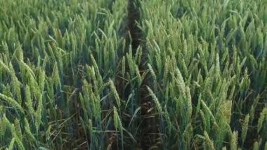 Güzel buğday tarlası. Buğday üretimine adanmış arazi bölgesi. Buğday ekimi. Yeşil buğday başakları.