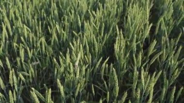 Güzel buğday tarlası. Buğday üretimine adanmış arazi bölgesi. Buğday ekimi. Yeşil buğday başakları.