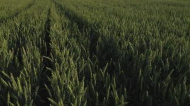 Güzel buğday tarlası. Buğday üretimine adanmış arazi bölgesi. Buğday ekimi. Yeşil buğday başakları.