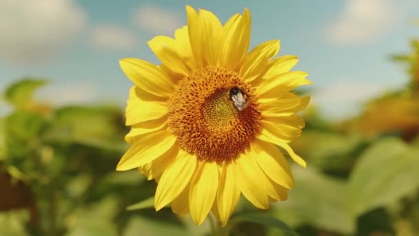 一片美丽的向日葵地 专门生产向日葵的土地面积 种植向日葵 — 图库视频影像