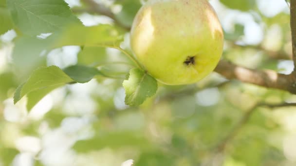 Parlak Sulu Yaz Elmaları Elma Yetiştirme Telifsiz Stok Çekim