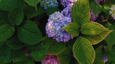 Mor ve pembe ortanca çiçekleri. Büyüyen güzel ortancalar.