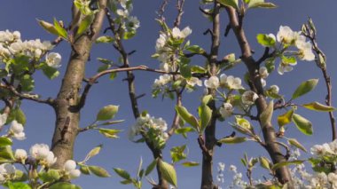 Bahçedeki genç elma ağacının güzel çiçekleri. Çiçek açan elma ağaçları. Çiçek poleni bıyıkları.