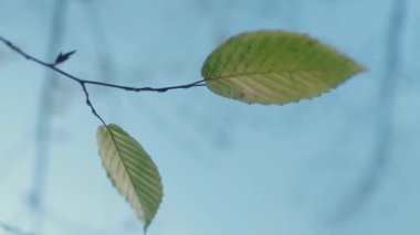 Sonbahar yaprakları rüzgarda dalgalanıyor. Rüzgar Orman Ağaçları 'ndan esiyor. Sonbahar yapraklarının yakın çekimleri.