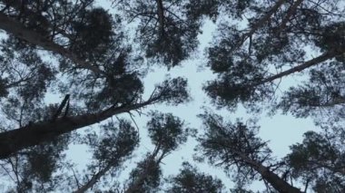 Ağaçların tepesinde, alttan görünen dallar. Ağaçların arka plan görüntüleri. Geceleri ormanda yürüyorum..