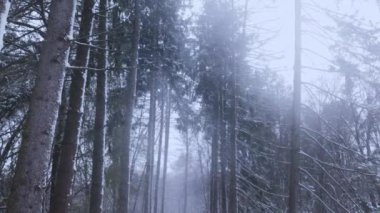Akşam kar yağışının muhteşem ve rahat atmosferi. Mavi kar bir kış ormanı üzerinde kıvrılır. Sinema atmosferi. Güzel ortam.