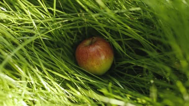 Manzana Roja Yace Sobre Hierba Verde Manzana Verano Brillante Jugosa — Vídeos de Stock