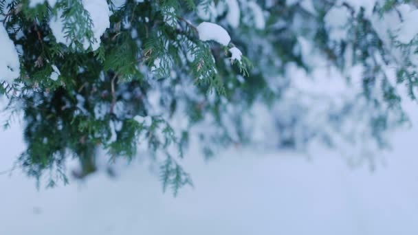 晨雪的宜人而舒适的空气 云杉的枝条上覆盖着厚厚的一层雪 市区公园冬季雪地天气 — 图库视频影像