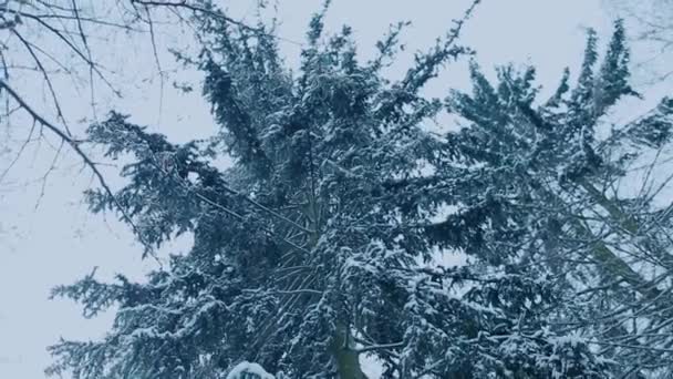 Wspaniała Przytulna Atmosfera Porannych Opadów Śniegu Białe Puszyste Płatki Śniegu — Wideo stockowe