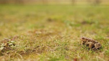 Yeşil çimlerde kahverengi kurbağa. Kurbağa yakın çekimi. Kurbağanın titreşen ses kesesi. Kurbağa yumurtası. Küçük kurbağa çimenlerde sürünür..