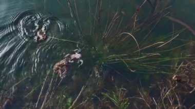 Suda eşleşen kurbağalar. Kurbağa yumurtası. Yeşil kurbağalar bitkiler arasında berrak suda yüzüyorlar. Nehir yosunu. Gölet amfibileri. Suyun altında kurbağalar.