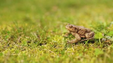Yeşil çimlerde kahverengi kurbağa. Kurbağa yakın çekimi. Kurbağanın titreşen ses kesesi. Kurbağa yumurtası.