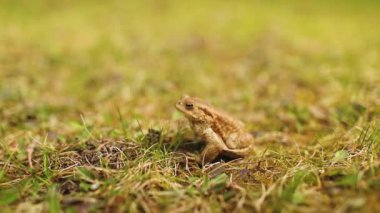 Yeşil çimlerde kahverengi kurbağa. Kurbağa yakın çekimi. Kurbağanın titreşen ses kesesi. Kurbağa yumurtası.