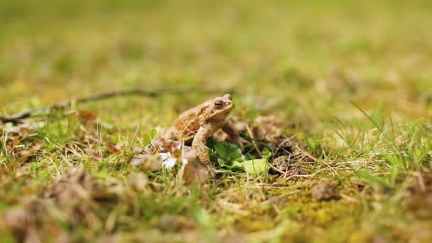 绿草地上的褐色青蛙 青蛙特写 青蛙脉动的声音囊 青蛙产卵 — 图库视频影像