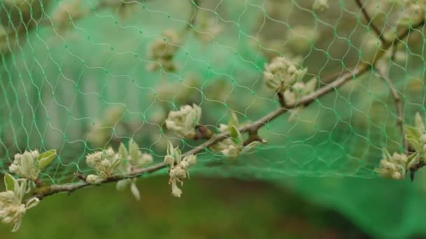 Turquoise Protective Net Flowers Birds — Stock Video