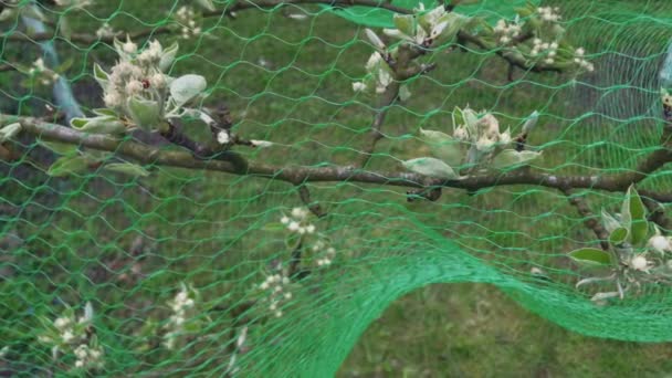 Turquoise Protective Net Flowers Birds — Stock Video