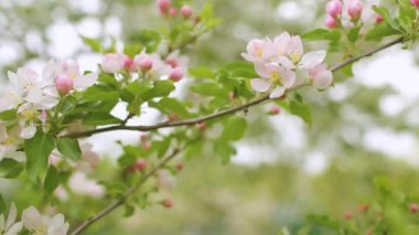Güzel bahar pembe çiçekleriyle kaplı ağaç dalları. Bahar çiçek açıyor..