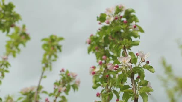 Квітучі Яблуні Прекрасна Квітка Молодої Яблуні Саду Квітковий Пилок Вуса — стокове відео