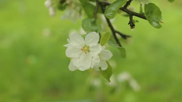 リンゴの木を咲かせる 庭に若いリンゴの木の美しい咲く花 ウィスカー — ストック動画