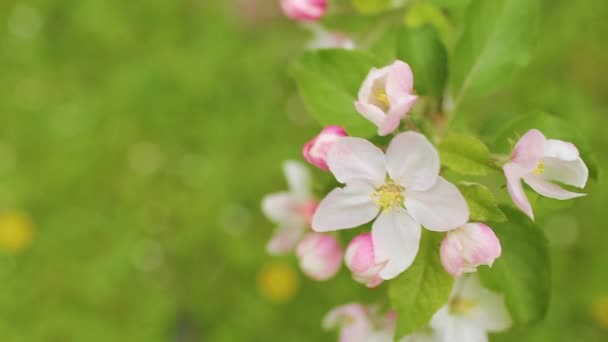 盛开的苹果树 花园里一棵年轻的苹果树绽放着美丽的花朵 花蜜须 — 图库视频影像