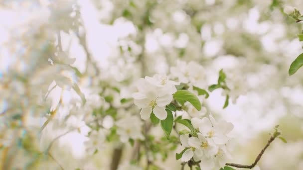 Kwitnące Jabłonie Piękny Kwitnący Kwiat Młodego Jabłoni Ogrodzie Kwiatowe Wąsy — Wideo stockowe
