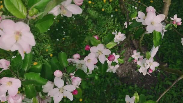 Ramas Árboles Cubiertas Con Hermosas Flores Color Rosa Primavera Blanco — Vídeo de stock