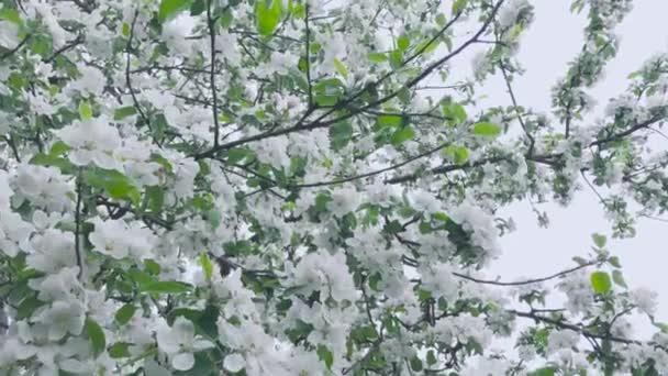 Maçãs Flor Bela Flor Florescente Uma Jovem Macieira Jardim Bigodes — Vídeo de Stock