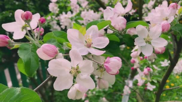 Ramos Árvores Cobertos Com Belas Flores Cor Rosa Branco Primavera — Vídeo de Stock