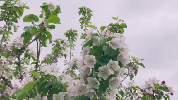 Güzel Bahar Pembe Beyaz Çiçekleriyle Kaplı Ağaç Dalları Bahar Çiçek — Stok video