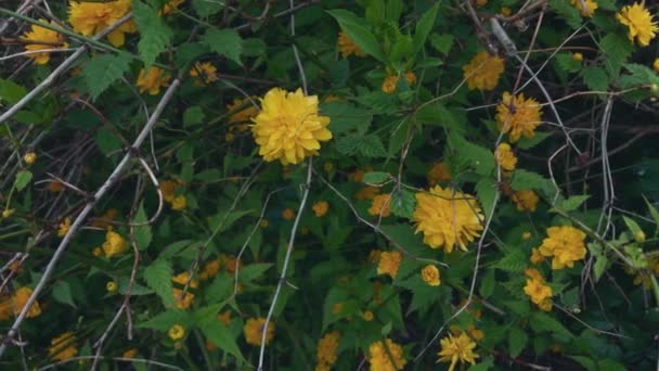 Ein Zweig Der Gelben Heliopsis Blüht Ein Schöner Strauch Gelber — Stockvideo