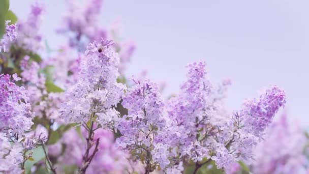 Floração Lilás Roxo Primavera Arbusto Florescente Flores Lilás Seringa Vulgar — Vídeo de Stock